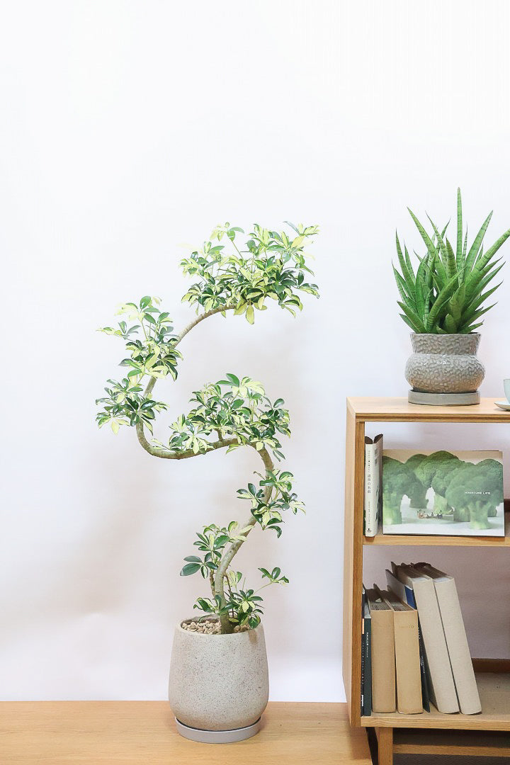 【シェフレラ グランディ】めっちゃカッコいいカーブの幹！好みもありますが、すごくイイ感じでカッコいいと思います！