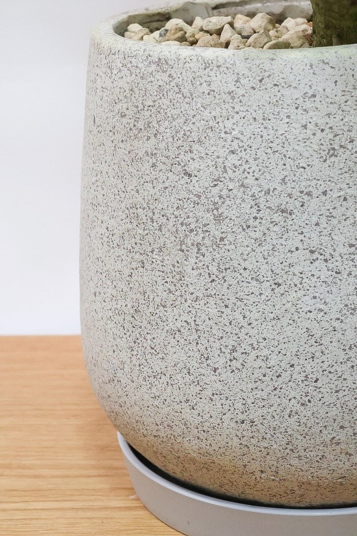 【シェフレラ グランディ】めっちゃカッコいいカーブの幹！好みもありますが、すごくイイ感じでカッコいいと思います！