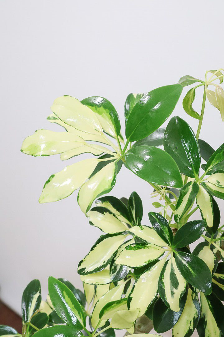 【シェフレラ グランディ】めっちゃカッコいいカーブの幹！好みもありますが、すごくイイ感じでカッコいいと思います！