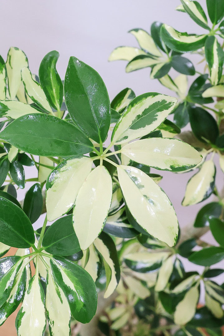 【シェフレラ グランディ】めっちゃカッコいいカーブの幹！好みもありますが、すごくイイ感じでカッコいいと思います！