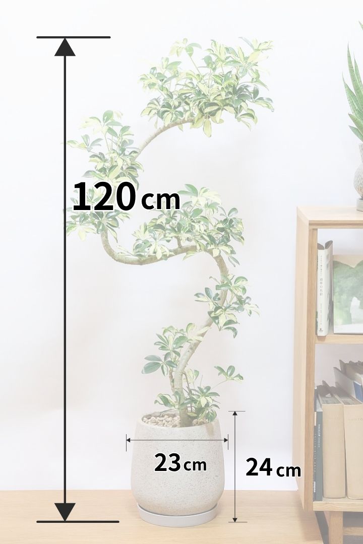 【シェフレラ グランディ】めっちゃカッコいいカーブの幹！好みもありますが、すごくイイ感じでカッコいいと思います！