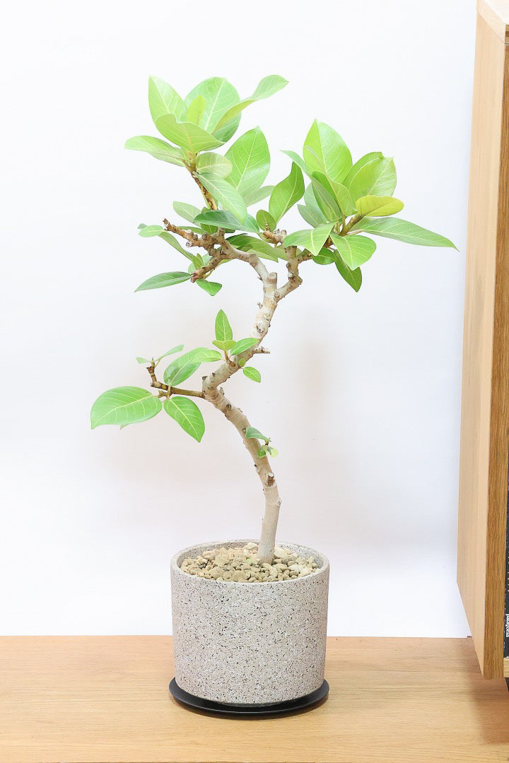 【フィカス ゴールド】名前の通り輝かしい葉色。かなり年季の入った幹ですのでカッコいいですよ！