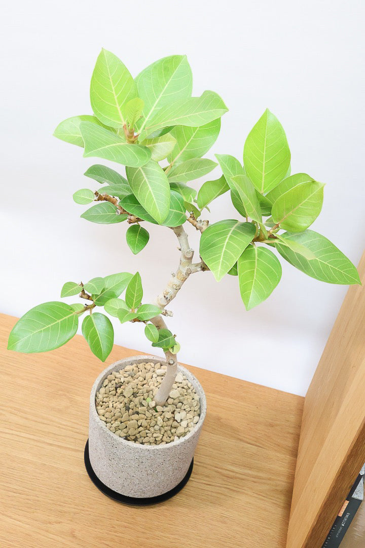 【フィカス ゴールド】名前の通り輝かしい葉色。かなり年季の入った幹ですのでカッコいいですよ！