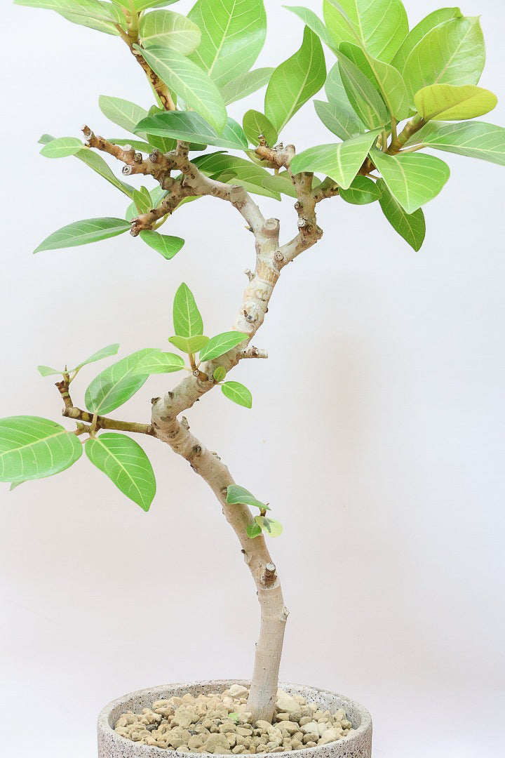 【フィカス ゴールド】名前の通り輝かしい葉色。かなり年季の入った幹ですのでカッコいいですよ！