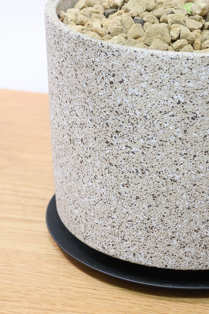 【フィカス ゴールド】名前の通り輝かしい葉色。かなり年季の入った幹ですのでカッコいいですよ！