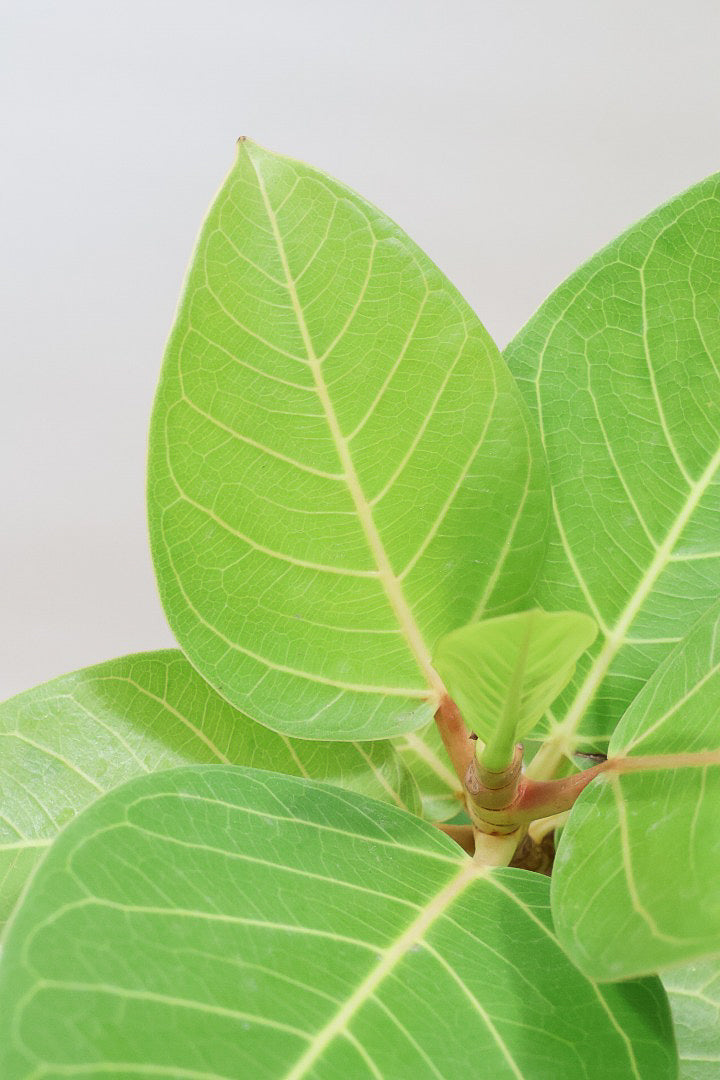 【フィカス ゴールド】名前の通り輝かしい葉色。かなり年季の入った幹ですのでカッコいいですよ！