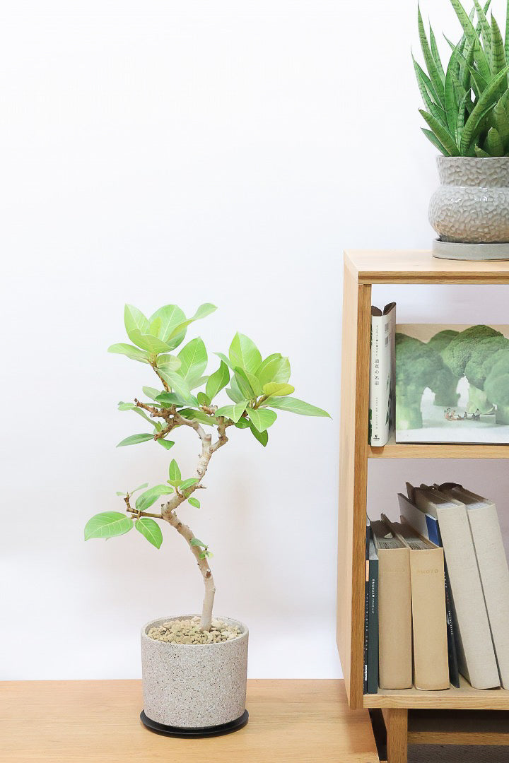 【フィカス ゴールド】名前の通り輝かしい葉色。かなり年季の入った幹ですのでカッコいいですよ！