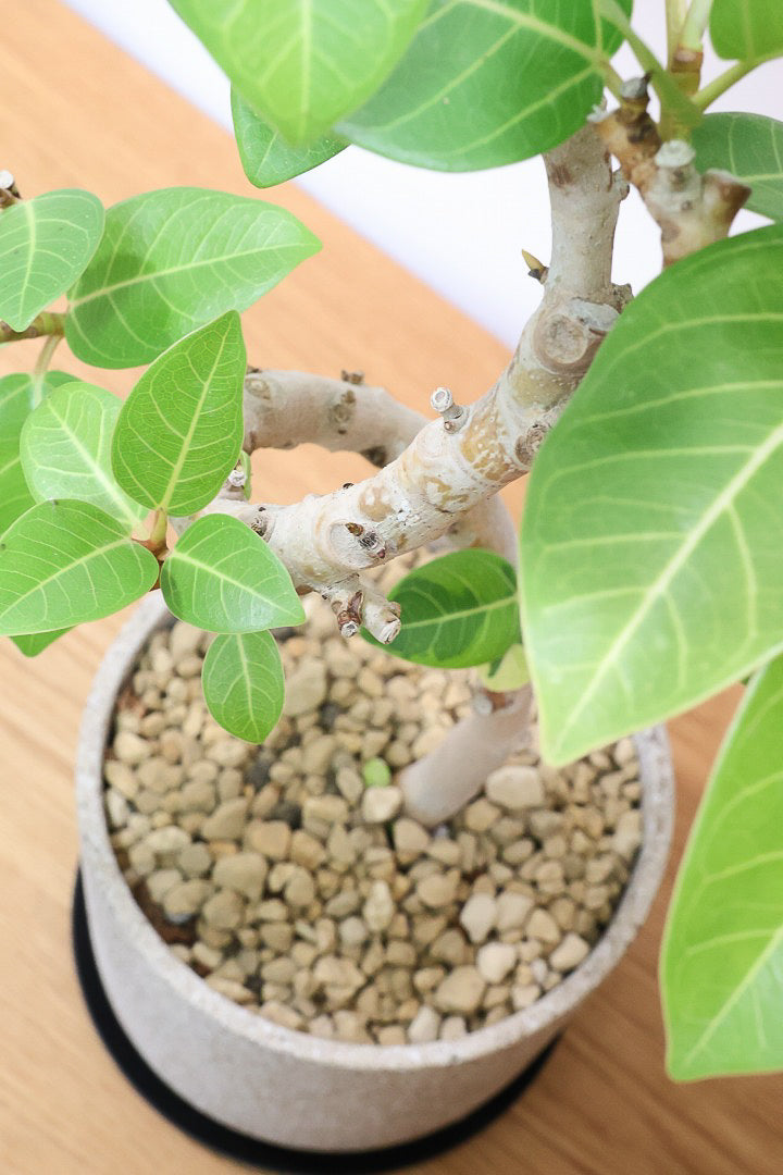 【フィカス ゴールド】名前の通り輝かしい葉色。かなり年季の入った幹ですのでカッコいいですよ！