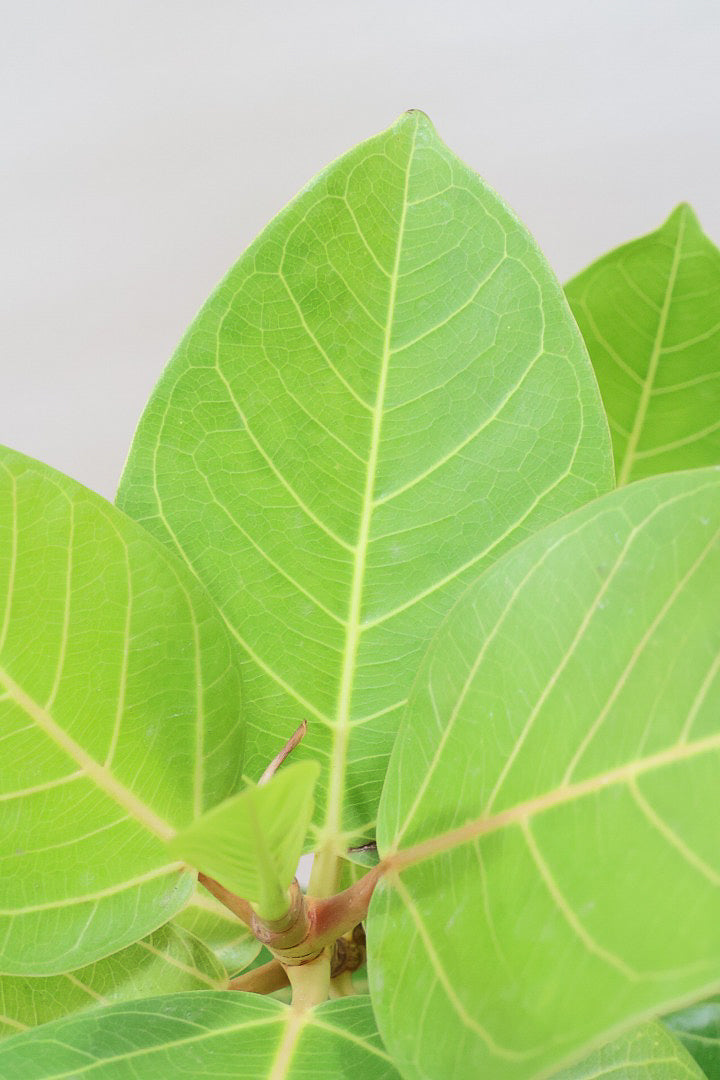 【フィカス ゴールド】名前の通り輝かしい葉色。かなり年季の入った幹ですのでカッコいいですよ！