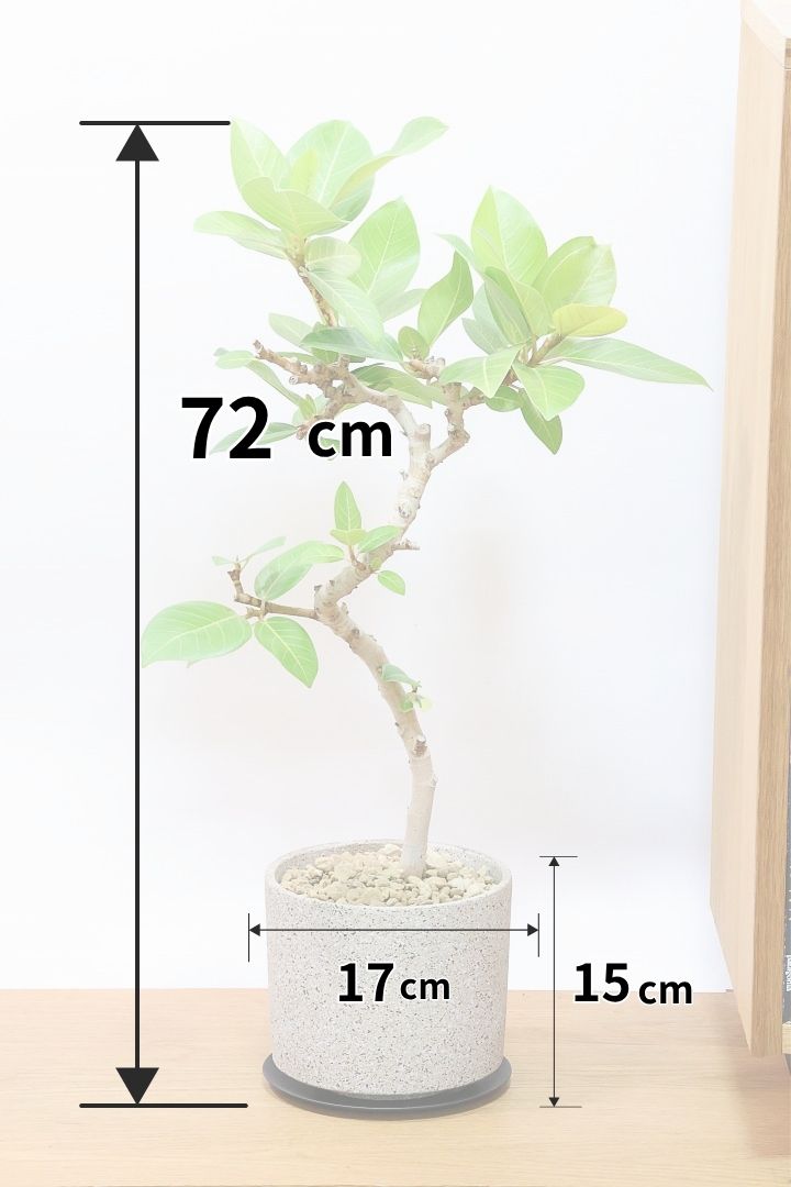 【フィカス ゴールド】名前の通り輝かしい葉色。かなり年季の入った幹ですのでカッコいいですよ！