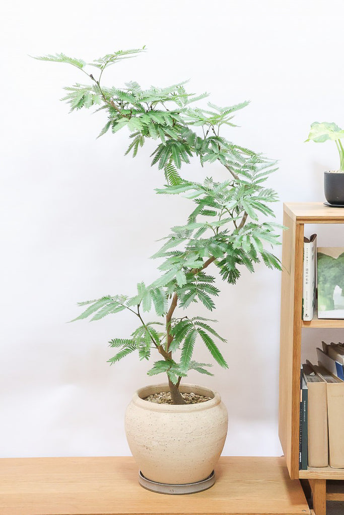 エバーフレッシュCR61623| 観葉植物の通信販売 | APEGO(アペーゴ)