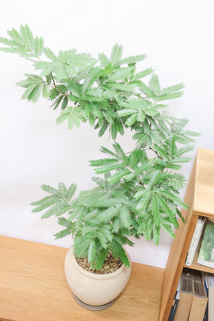 エバーフレッシュCR61623| 観葉植物の通信販売 | APEGO(アペーゴ)