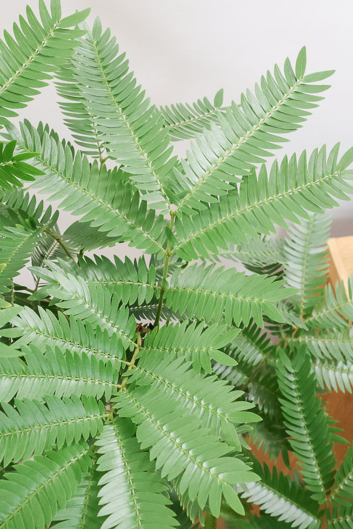 エバーフレッシュCR61623| 観葉植物の通信販売 | APEGO(アペーゴ)