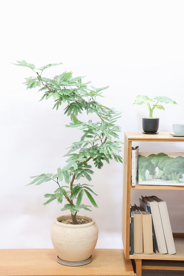 エバーフレッシュCR61623| 観葉植物の通信販売 | APEGO(アペーゴ)
