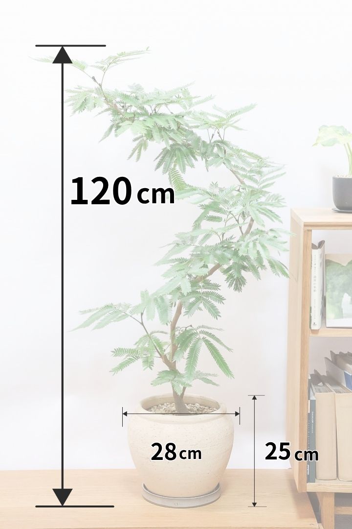 エバーフレッシュCR61623| 観葉植物の通信販売 | APEGO(アペーゴ)