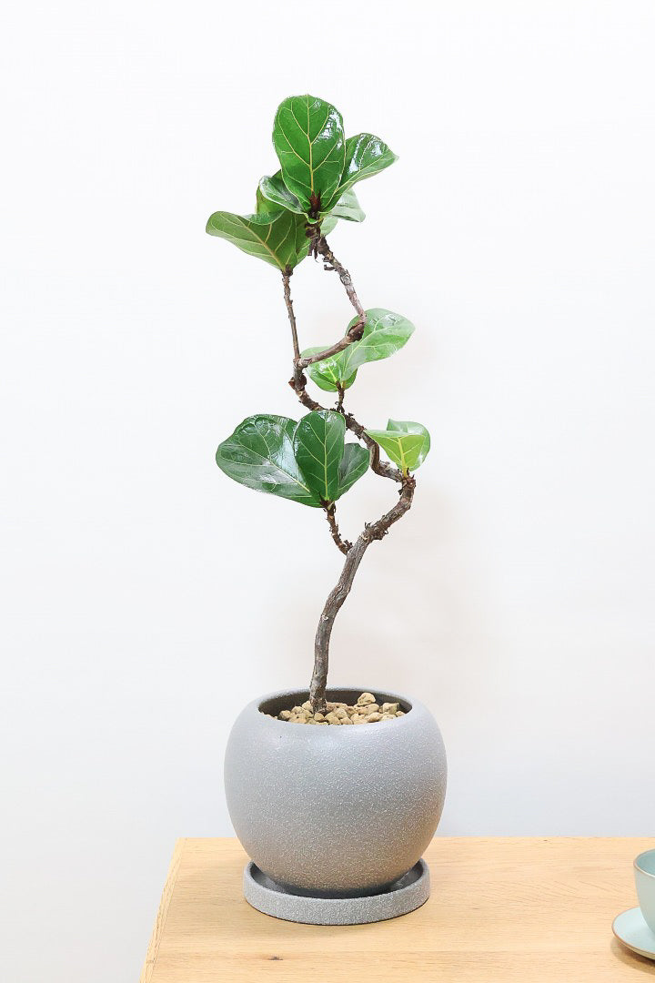 【カシワバゴム バンビーノ】しなやかな幹に落ち着いた葉色のバランスがとてもイイ感じだと思います！