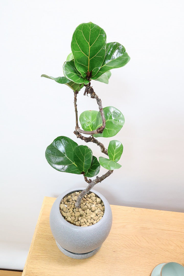 【カシワバゴム バンビーノ】しなやかな幹に落ち着いた葉色のバランスがとてもイイ感じだと思います！