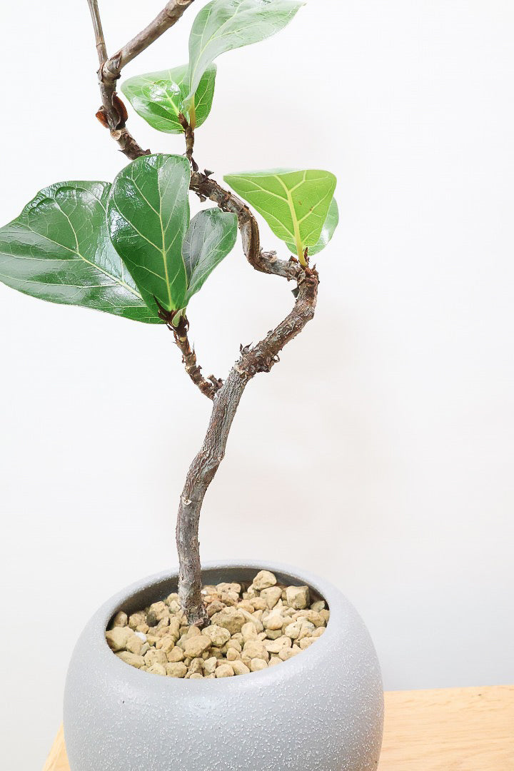 【カシワバゴム バンビーノ】しなやかな幹に落ち着いた葉色のバランスがとてもイイ感じだと思います！