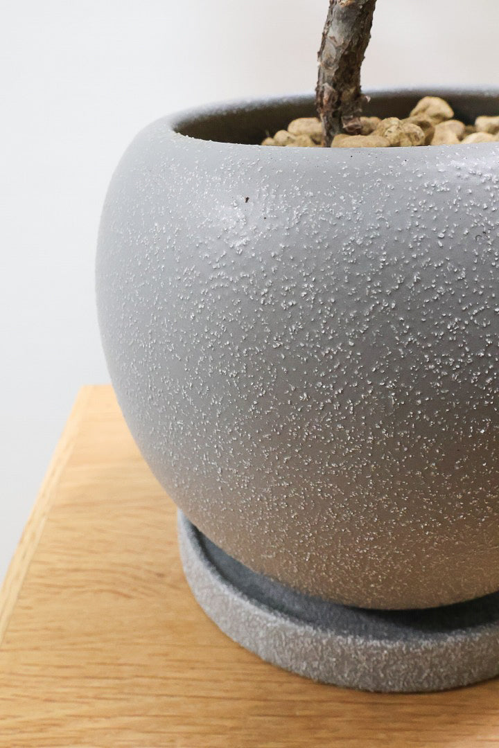 【カシワバゴム バンビーノ】しなやかな幹に落ち着いた葉色のバランスがとてもイイ感じだと思います！