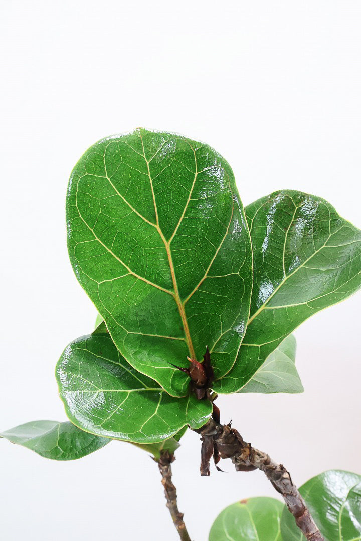 【カシワバゴム バンビーノ】しなやかな幹に落ち着いた葉色のバランスがとてもイイ感じだと思います！