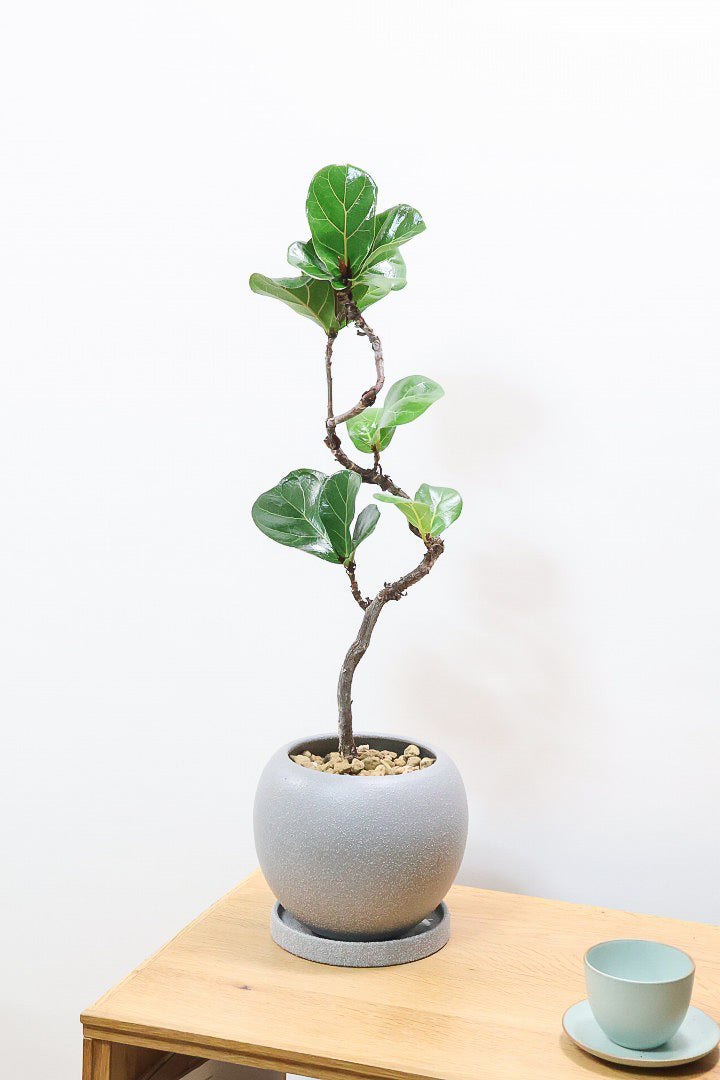 【カシワバゴム バンビーノ】しなやかな幹に落ち着いた葉色のバランスがとてもイイ感じだと思います！