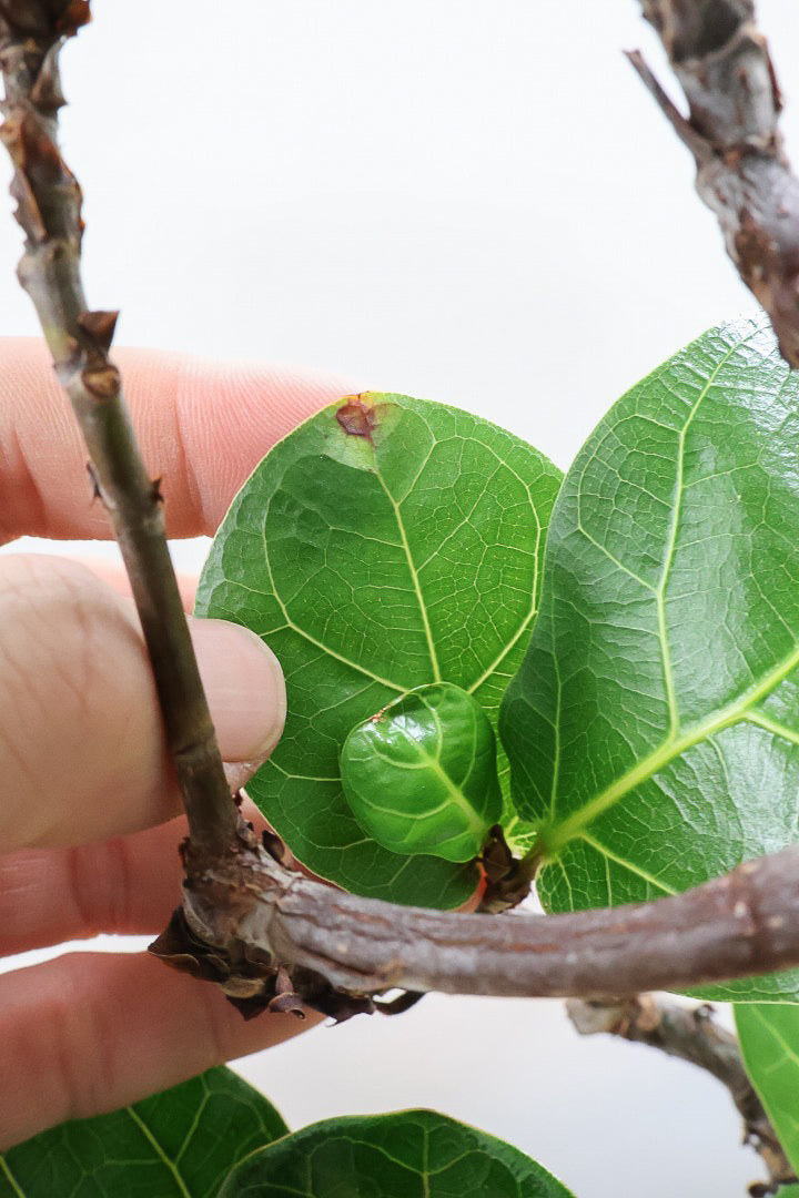 【カシワバゴム バンビーノ】しなやかな幹に落ち着いた葉色のバランスがとてもイイ感じだと思います！