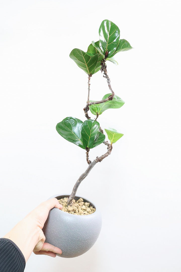 【カシワバゴム バンビーノ】しなやかな幹に落ち着いた葉色のバランスがとてもイイ感じだと思います！