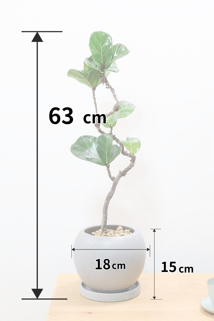 【カシワバゴム バンビーノ】しなやかな幹に落ち着いた葉色のバランスがとてもイイ感じだと思います！