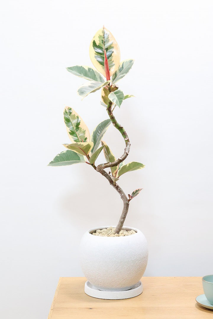 【フィカス ティネケ】これがラスト１鉢です！流れるような美しい幹が素敵な個体。葉の状態も良いのでおススメです！