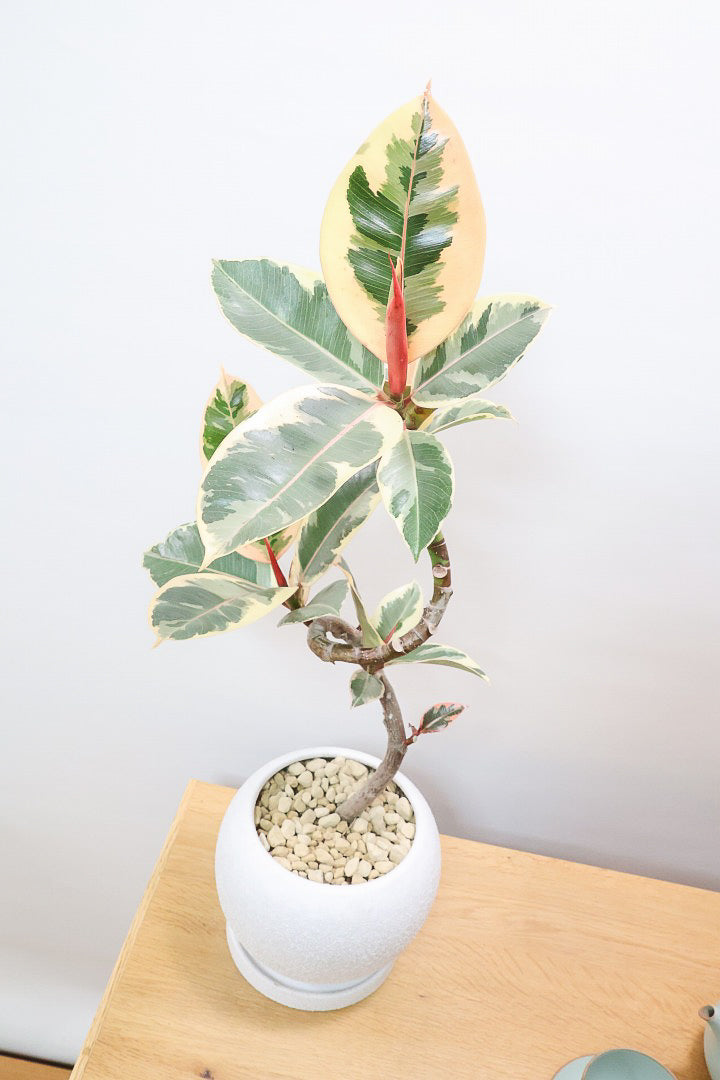 【フィカス ティネケ】これがラスト１鉢です！流れるような美しい幹が素敵な個体。葉の状態も良いのでおススメです！