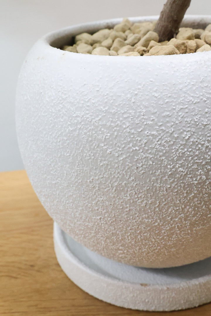 【フィカス ティネケ】これがラスト１鉢です！流れるような美しい幹が素敵な個体。葉の状態も良いのでおススメです！