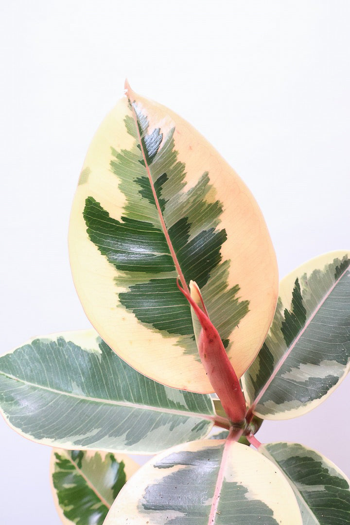 【フィカス ティネケ】これがラスト１鉢です！流れるような美しい幹が素敵な個体。葉の状態も良いのでおススメです！