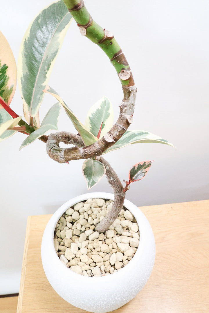 【フィカス ティネケ】これがラスト１鉢です！流れるような美しい幹が素敵な個体。葉の状態も良いのでおススメです！