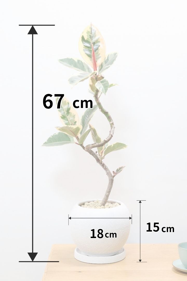 【フィカス ティネケ】これがラスト１鉢です！流れるような美しい幹が素敵な個体。葉の状態も良いのでおススメです！