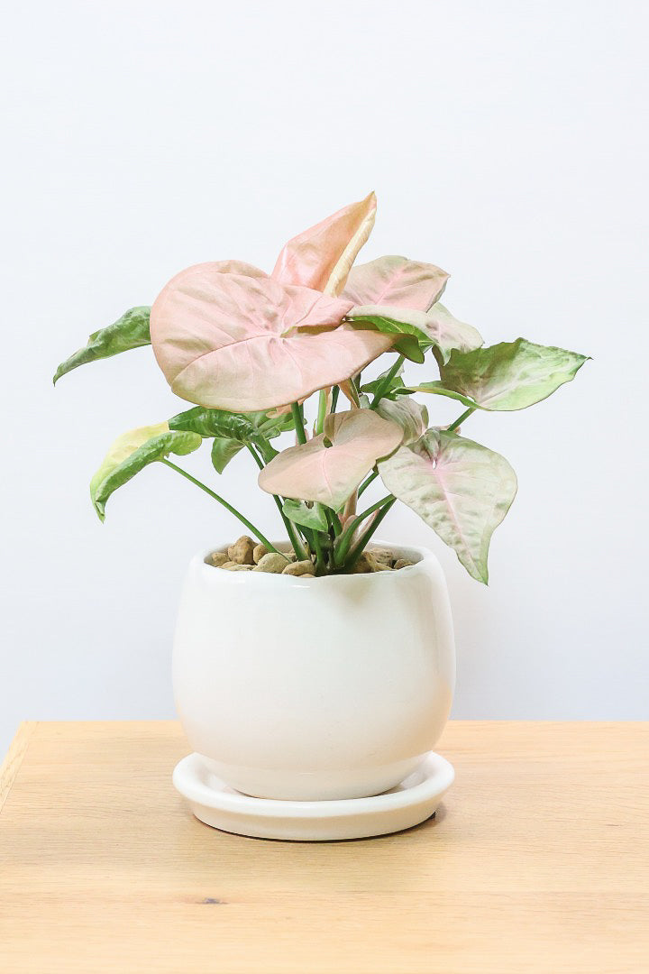 【シンゴニウム ネオン】この季節ならではの美しい葉色！美しいサーモンピンクの葉がカワイイ♪ピンク系シンゴニウムの代表格