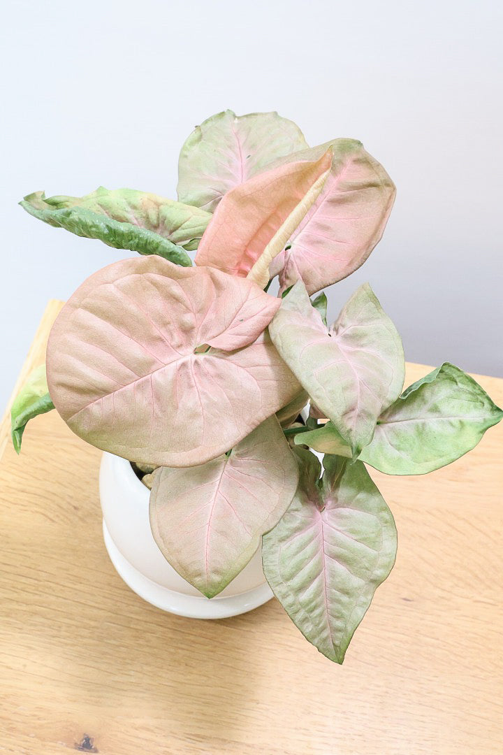 【シンゴニウム ネオン】この季節ならではの美しい葉色！美しいサーモンピンクの葉がカワイイ♪ピンク系シンゴニウムの代表格