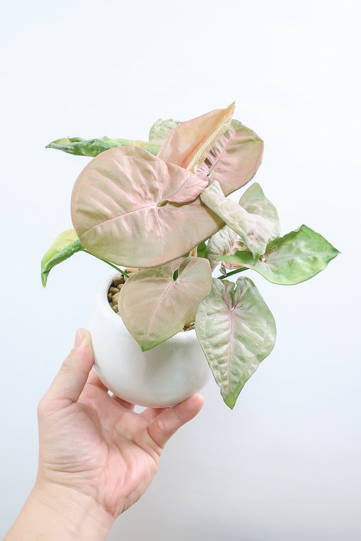 【シンゴニウム ネオン】この季節ならではの美しい葉色！美しいサーモンピンクの葉がカワイイ♪ピンク系シンゴニウムの代表格