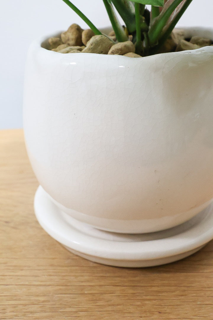 【シンゴニウム ネオン】この季節ならではの美しい葉色！美しいサーモンピンクの葉がカワイイ♪ピンク系シンゴニウムの代表格