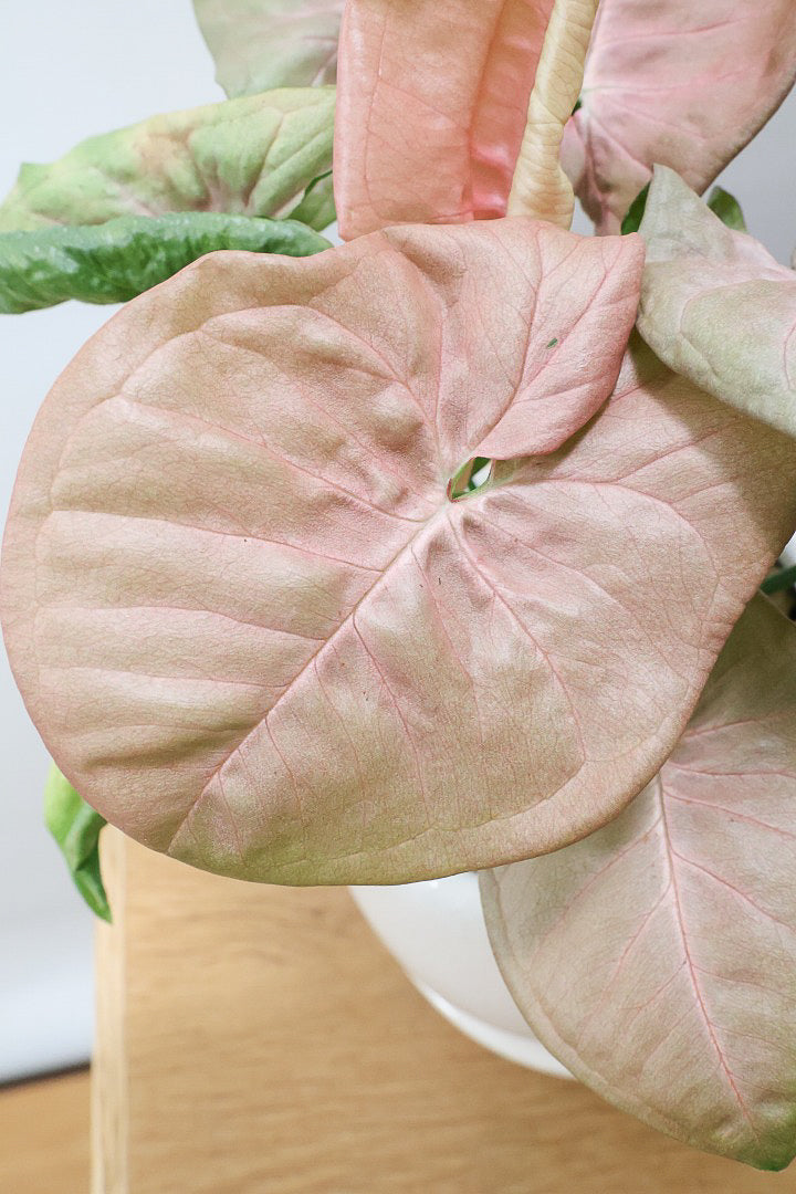 【シンゴニウム ネオン】この季節ならではの美しい葉色！美しいサーモンピンクの葉がカワイイ♪ピンク系シンゴニウムの代表格