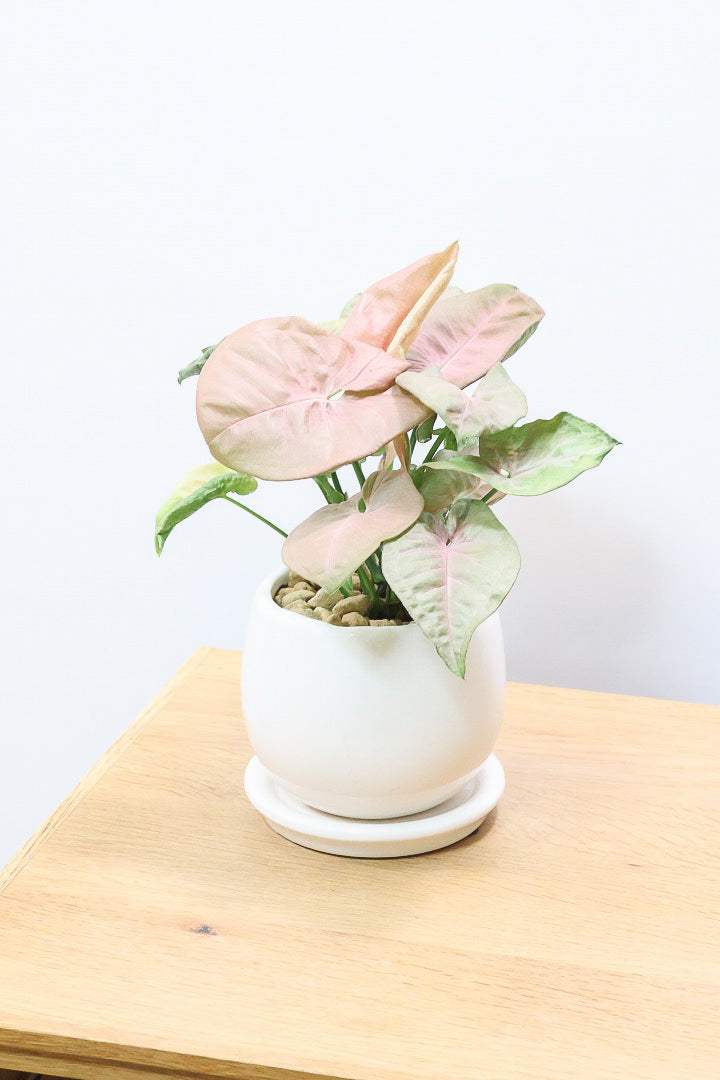 【シンゴニウム ネオン】この季節ならではの美しい葉色！美しいサーモンピンクの葉がカワイイ♪ピンク系シンゴニウムの代表格