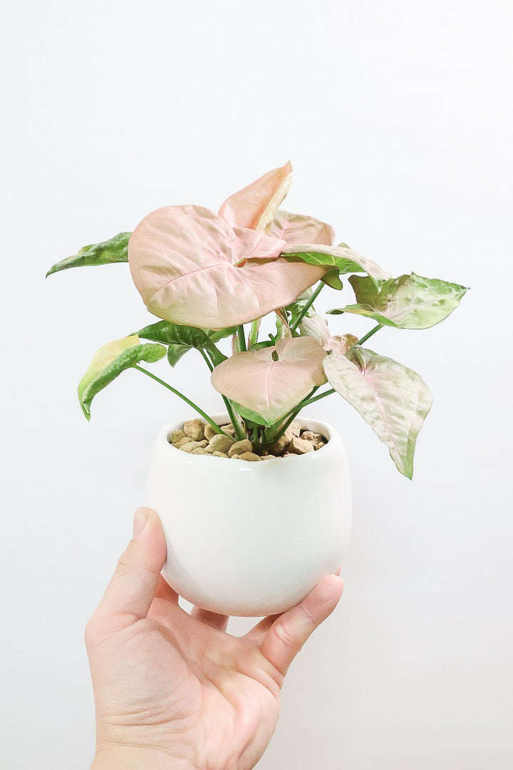 【シンゴニウム ネオン】この季節ならではの美しい葉色！美しいサーモンピンクの葉がカワイイ♪ピンク系シンゴニウムの代表格