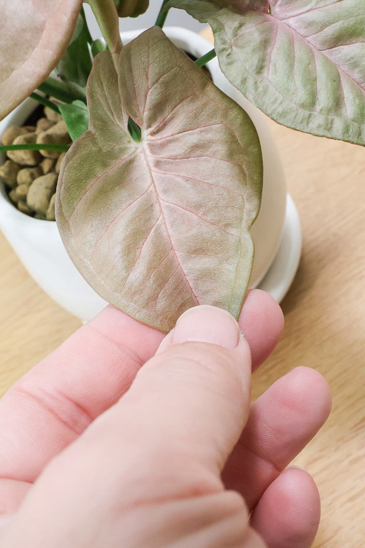 【シンゴニウム ネオン】この季節ならではの美しい葉色！美しいサーモンピンクの葉がカワイイ♪ピンク系シンゴニウムの代表格