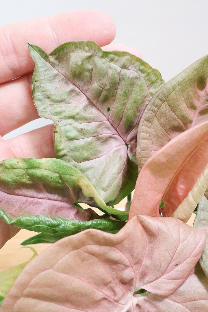 【シンゴニウム ネオン】この季節ならではの美しい葉色！美しいサーモンピンクの葉がカワイイ♪ピンク系シンゴニウムの代表格