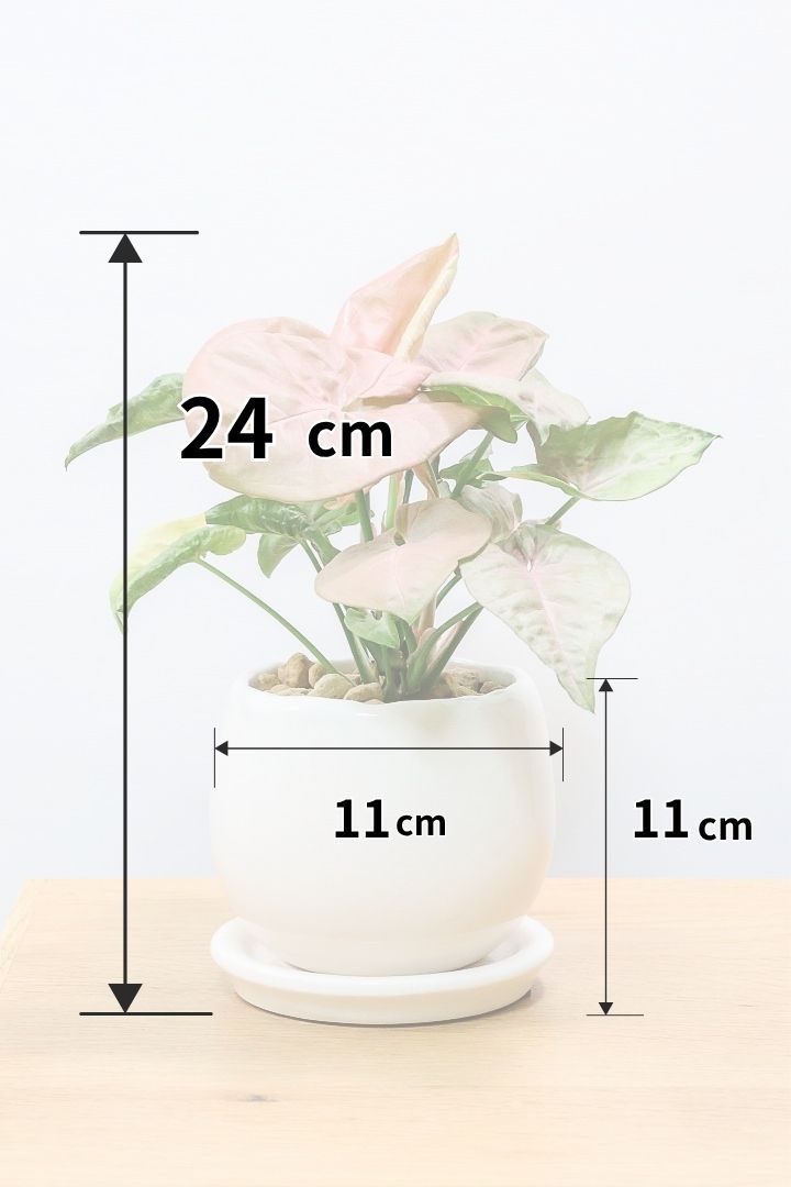 【シンゴニウム ネオン】この季節ならではの美しい葉色！美しいサーモンピンクの葉がカワイイ♪ピンク系シンゴニウムの代表格