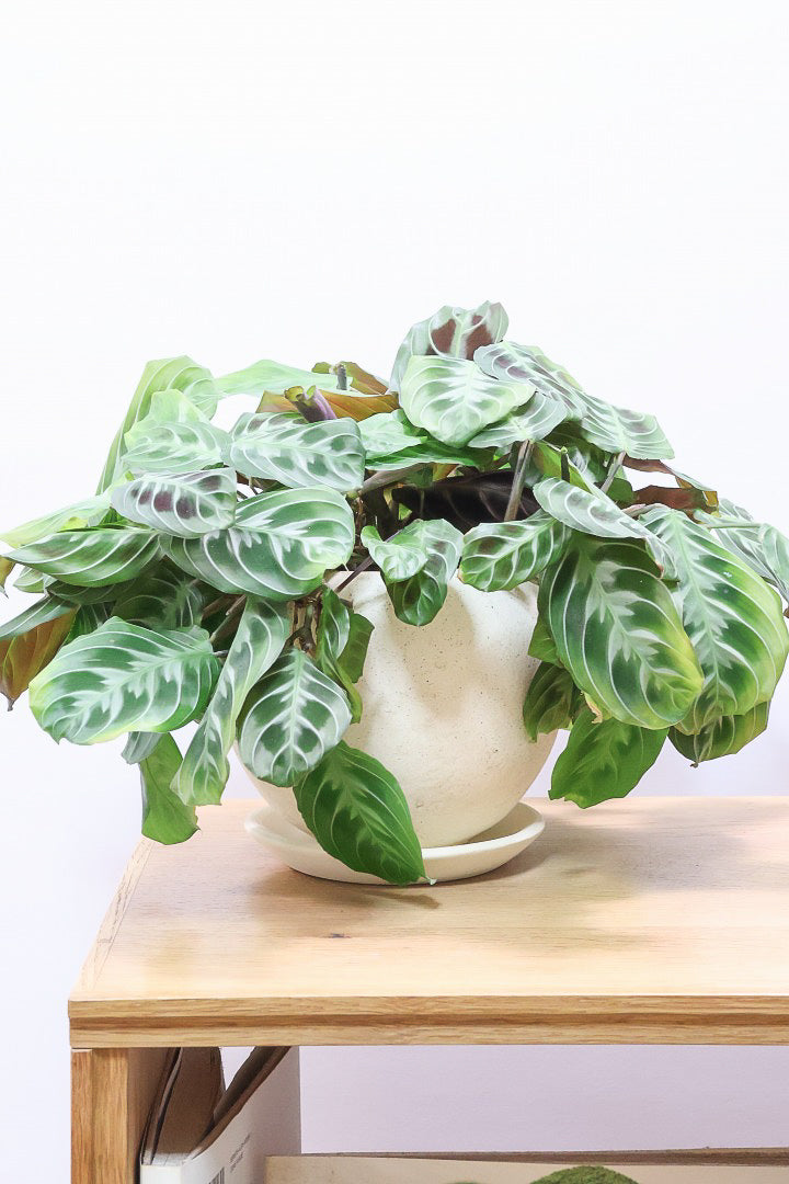 【マランタ キャットマスタージュ】これは美しい！ここまでの大株の個体はめったに入荷しませんのでぜひ！