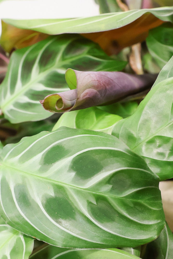 【マランタ キャットマスタージュ】これは美しい！ここまでの大株の個体はめったに入荷しませんのでぜひ！