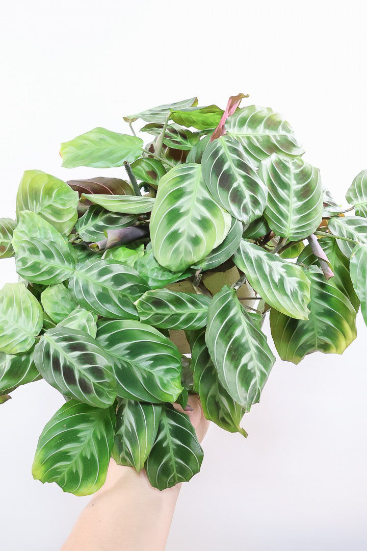 【マランタ キャットマスタージュ】これは美しい！ここまでの大株の個体はめったに入荷しませんのでぜひ！