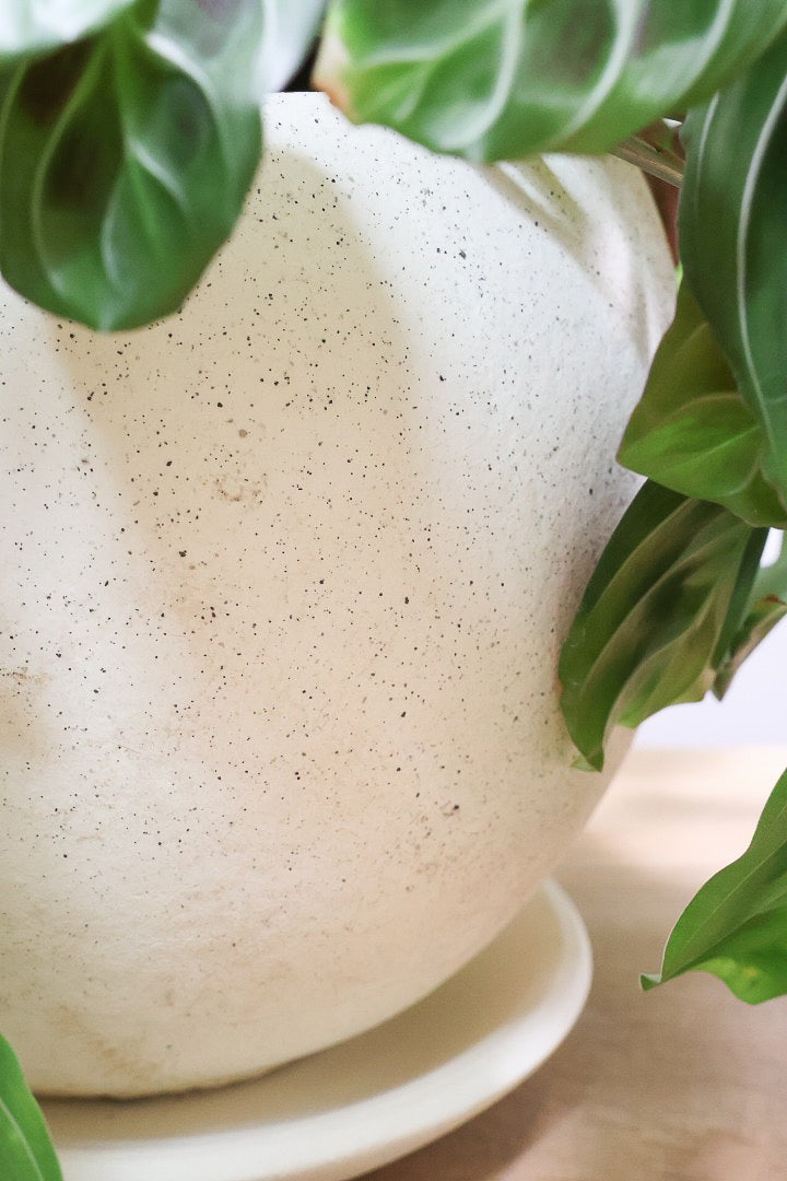 【マランタ キャットマスタージュ】これは美しい！ここまでの大株の個体はめったに入荷しませんのでぜひ！