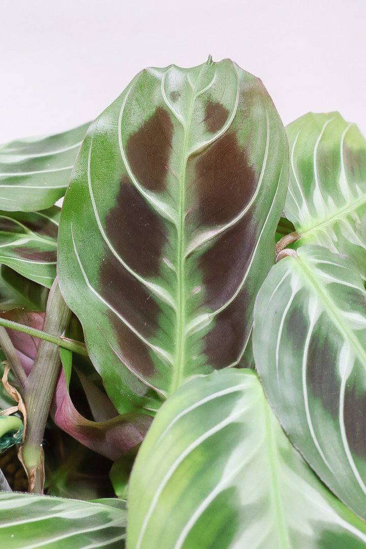 【マランタ キャットマスタージュ】これは美しい！ここまでの大株の個体はめったに入荷しませんのでぜひ！