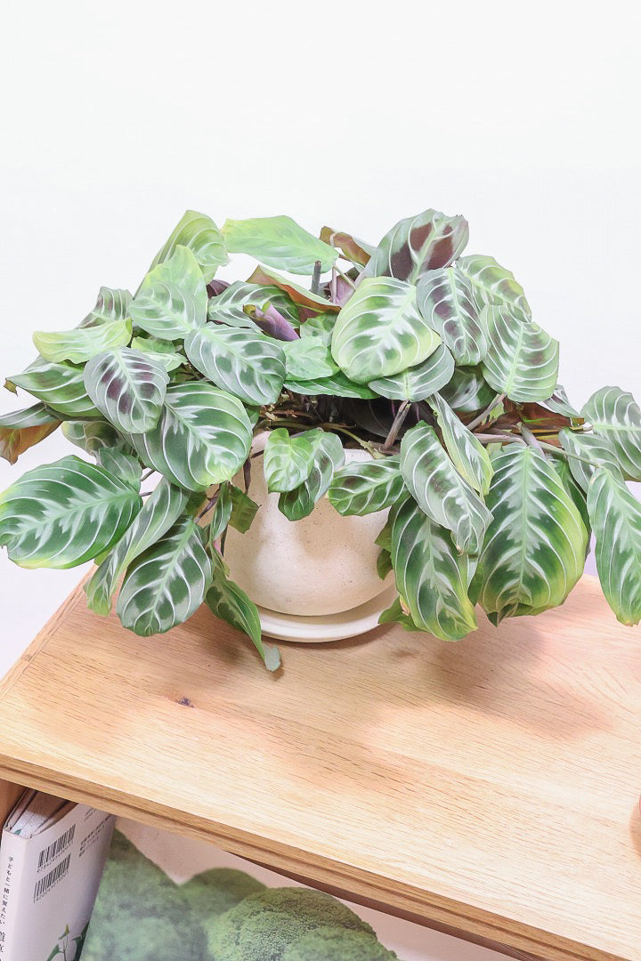 【マランタ キャットマスタージュ】これは美しい！ここまでの大株の個体はめったに入荷しませんのでぜひ！